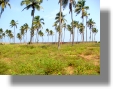Strandgrundstck in Benin bei Cotonou