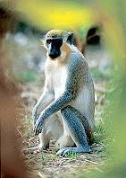 Bimbo aus Gambia Bimbo aus Gambia