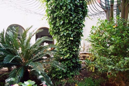 begrnter Innenhof der Villa Patio