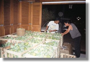 Mangofarm mit Wohnhaus in Indonesien zum Kaufen