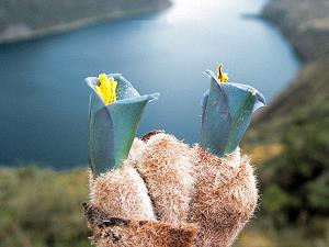 Flora auf dem Grundstck der Ferienanlage