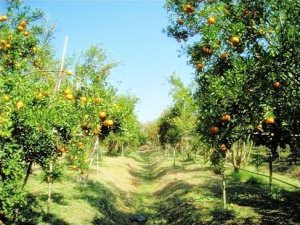 Orangenplantage in Thailand