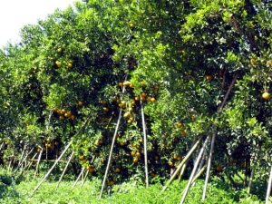 Orangenbume in Thailand