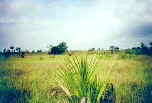 Agrarland in Tansania