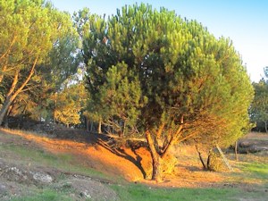 Grundstck der Finca in Portugal