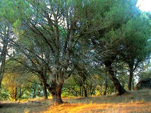 Natur-Grundstck in Portugal