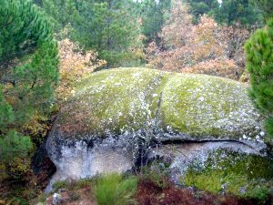 Waldgrundstck in Portugal