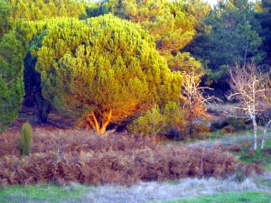 Serra de Estrela Grundstck zum Kaufen