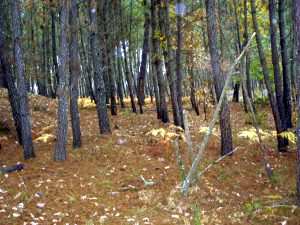 Naturwald auf dem Grundstck