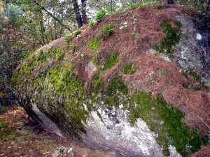 Findlinge auf dem Grundstck