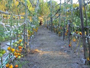 Garten auf dem Grundstck der Finca in Portugal