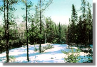 Grundst�ck mit Wald und Fluss bei Macamic Quebec