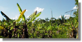 Bananenplantage Ranch Farm Estancia in Bolivien