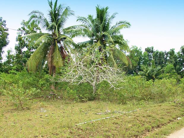 Baugrundstck bauland auf der Insel Panglao der Philippinen