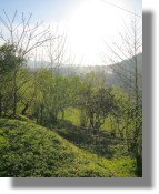 Batumi Grundst�ck in Georgien bei Kvariati und Sarpi