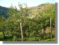 Grundst�ck bei Batumi in Georgien unweit von Kvariati und Sarpi