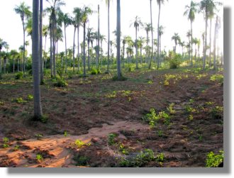Grundst�ck in Paraguay bei Piribebuy