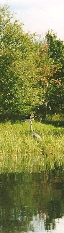 Teich auf dem großen Grundstück vom Ferienhaus in Coburg Kanada Teich auf dem großen Grundstück vom Ferienhaus in Coburg Kanada