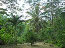 Grundst�ck zum Wohnhaus und G�stehaus