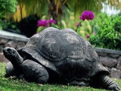 Bewohner im Garten des Wohnhauses auf Mahe Seychellen