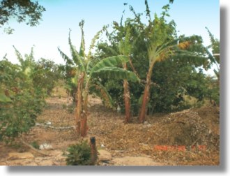 Tansania Mlandizi Farm Farmland zur Pacht