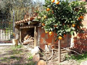 Grundstck vom Wohnhaus in Sao Marcos do Campo Portugal