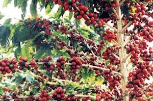 Plantage mit Kaffee in Brasilien