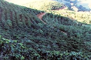 Kaffee-Plantage in Brasilien
