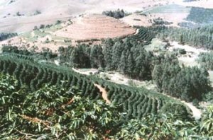 Kaffeeanbau auf Plantagen in Brasilien