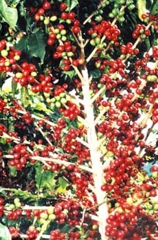 Kaffeepflanzen auf den Plantagen