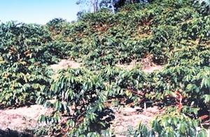 Kaffeeplantage in Brasilien