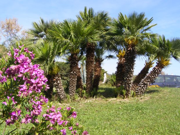 Grundstck der Ferienhuschen im Resort auf Elba