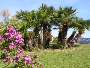 Grundstck der Wohnanlage vom Ferienhaus