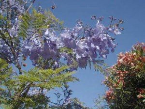 Garten vom Haus bei Cajiz Velez Malaga