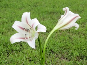 Fauna auf dem Grundst�ck