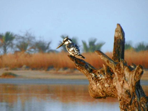 Gambia am Halahin Rver