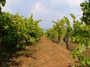 Grundstcke fr Weinbau in Bulgarien bei Shumen