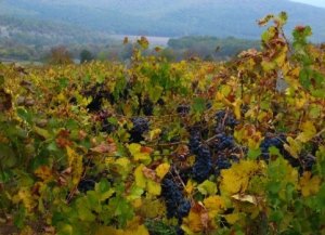 Bulgarien Weinberge bei Shumen zum Kaufen