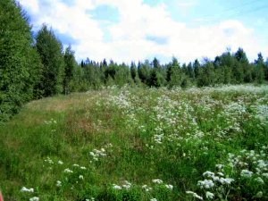 Bauland am See in Schweden