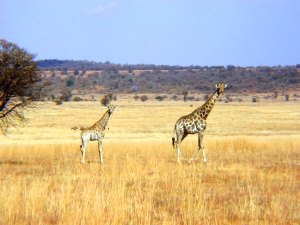 Giraffen im Wildpark der Ferienanlage in Sdafrika
