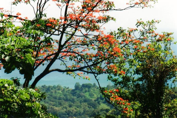 Blick vom Baugrundst�ck
