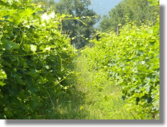 Weinberge in Georgien zum Kaufen