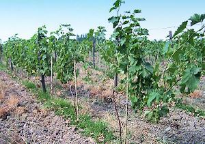 Weinberge Georgien