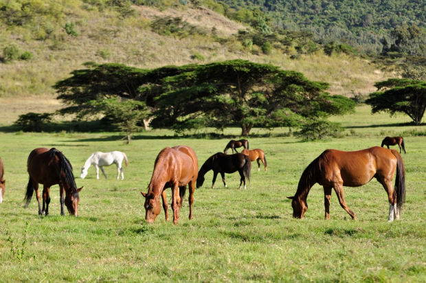 Grundstck der Pferderanch in Tansania