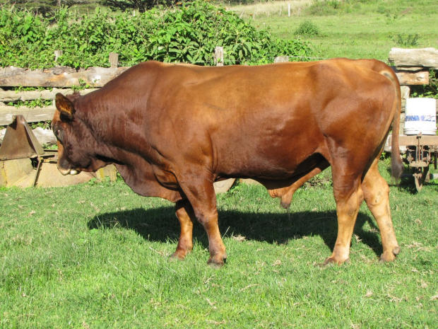Chef der Rinderfarm in Tansania