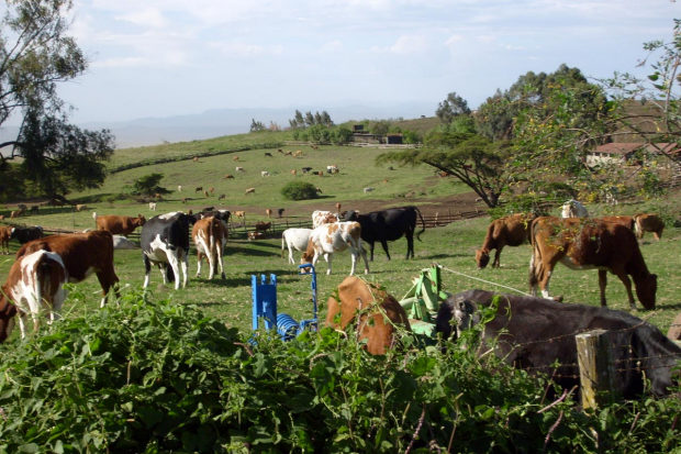 Farm mit Rindern in Tansnia kaufen