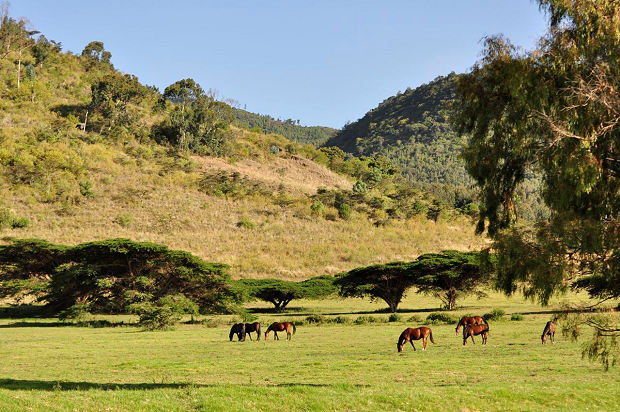 Auslauf der Pferderanch Auslauf der Pferderanch