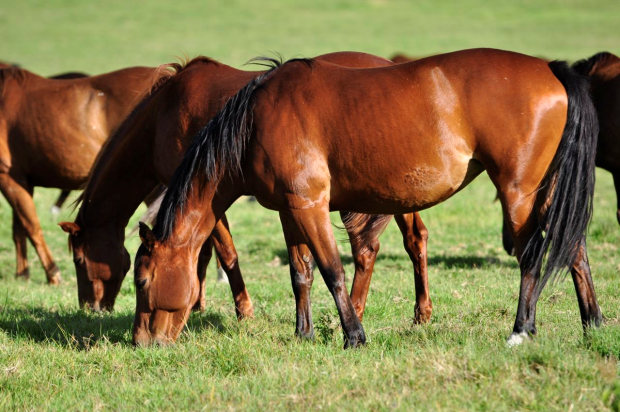 Pferde in Tansania Pferde in Tansania