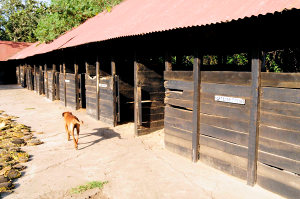 Boxen der Pferderanch Boxen der Pferderanch