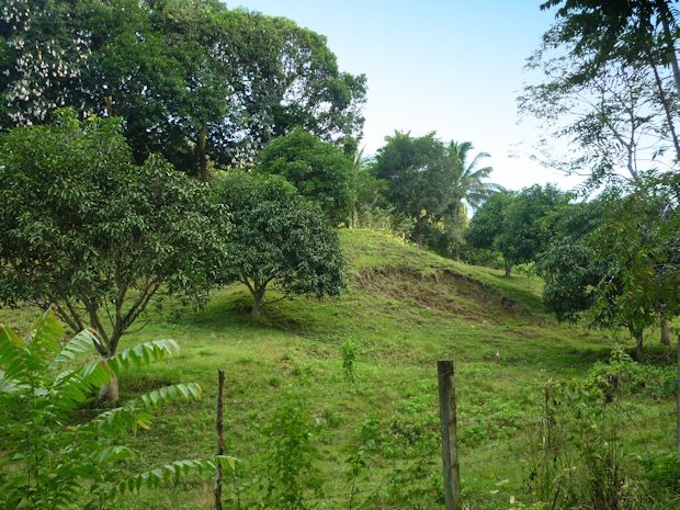 Mangoplantage Grundstcke auf Mindanao Philippinen